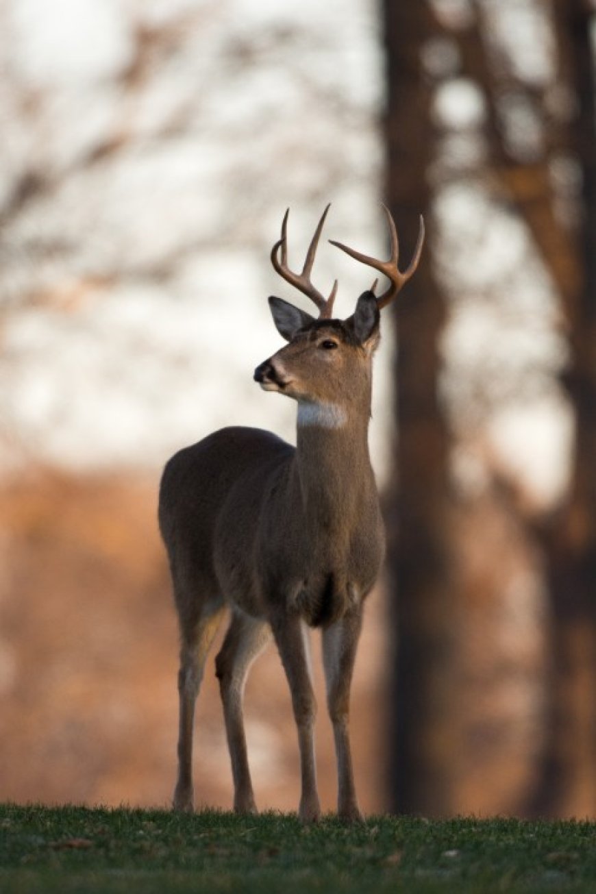 Missouri seeks input on deer hunting rules for nonresidents