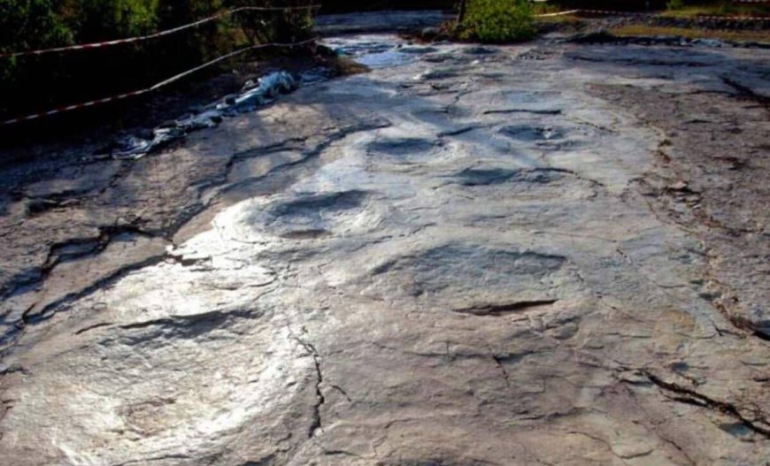 Scientists Identify 35-Meter Dinosaur Behind 110 Perfectly Preserved Footprints, Forming Longest Trackway Ever