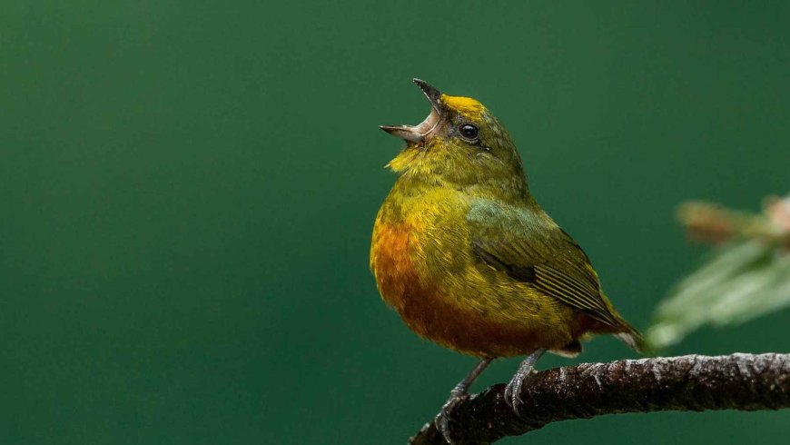 If you hear birds singing in your home during the day, it’s not just background noise: science believes something very good might be happening around you… and inside you