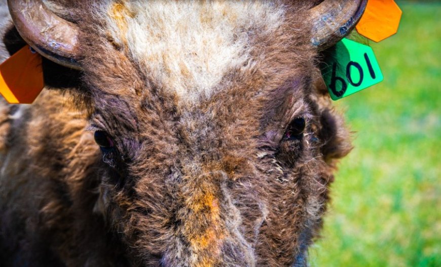Bison herd in Hays gets new blood. How that's protecting the population