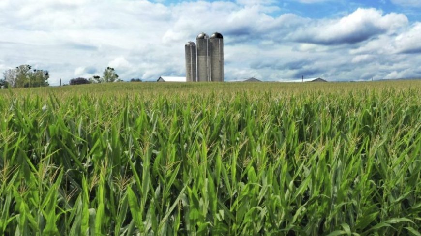 Kansas farmers shifting from corn to soybeans