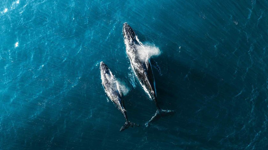Marine scientists began detecting a strange “acoustic fog” near New York until they saw whales fleeing the area in large numbers
