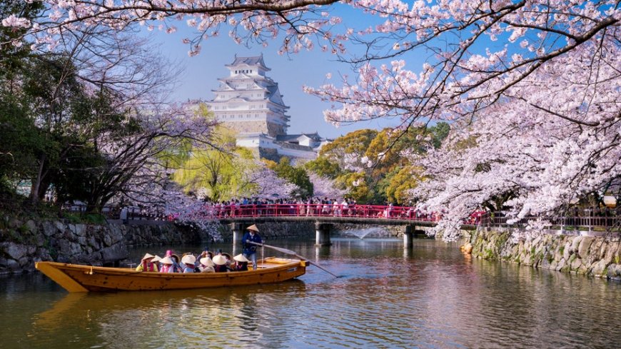 Tourist chaos erupts as cherry blossom festival is shut down, officials triple tax to curb crowds