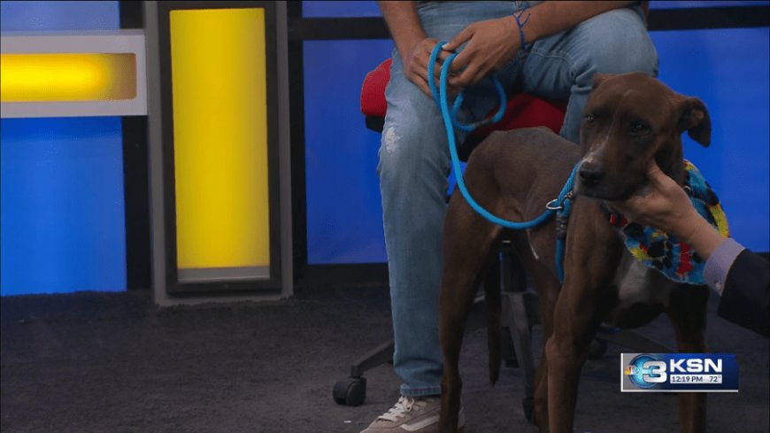 Pet Project: Nothing's sweeter than Brownie