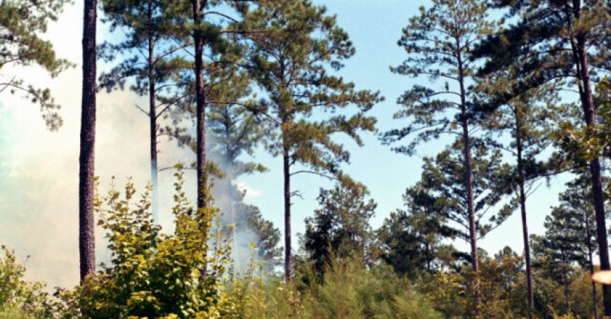 USDA Debunks Establishment Media Reports on Forest Service Restructuring