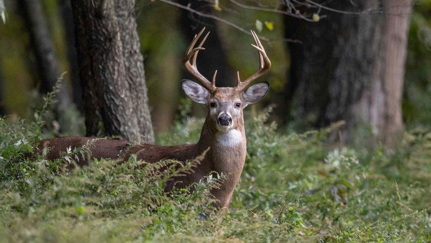 A scary “vampire deer” with fangs thought gone for 70 years has reappeared and scientists fear it may be a warning sign of a species in trouble