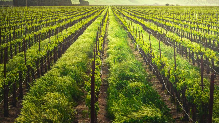 Over 2.5 million pounds of “forever chemicals” were sprayed on California crops — now a new bill aims to end it