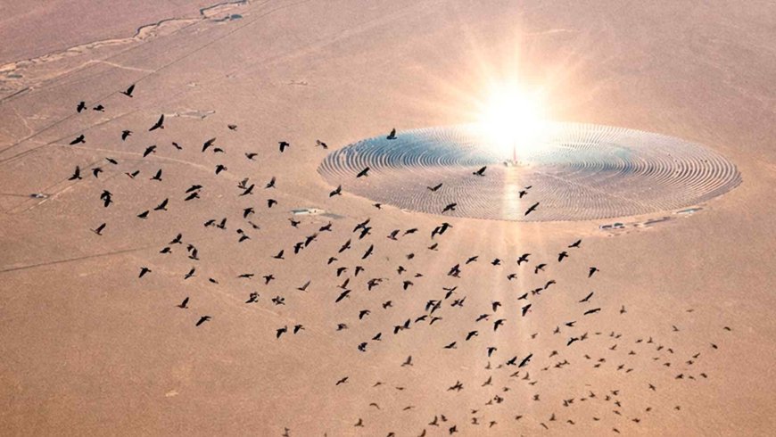 Birds are starting to mistake solar panels for lakes and land on them, and experts warn it may be disrupting their migrations
