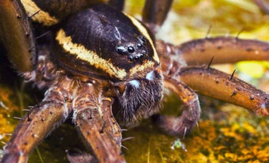 Spotted in Ecuador, This Unknown Spider Tricks Everyone by Pretending to Be a Fungus…For A Very Specific Purpose