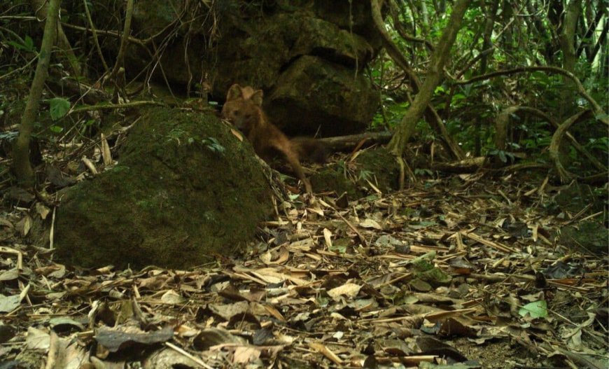 A Legendary Red Predator Has Been Filmed Alive for the First Time After 20 Years Presumed Gone