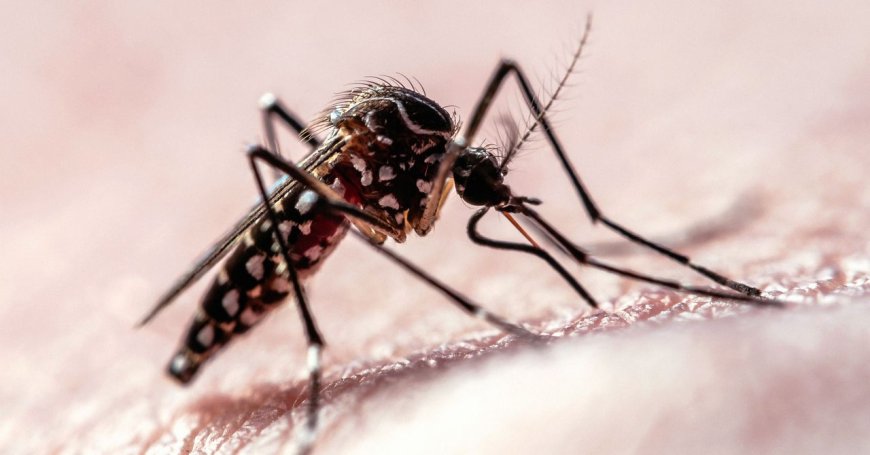 Flight Path Data Shows How Mosquitoes Target Humans
