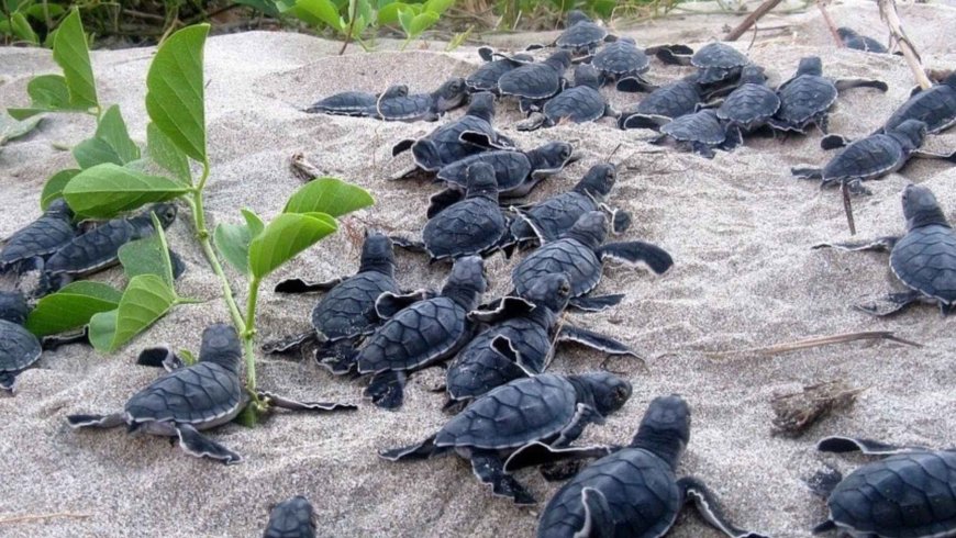 The beaches of Cape Verde seem to be teeming with loggerhead sea turtles like never before, but a 17-year study reveals the worrying side of this phenomenon: although they arrive earlier, they lay fewer eggs, nest less frequently, and take up to twice as long to return