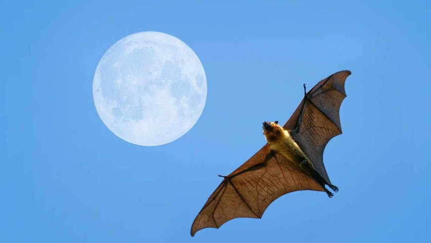 Scientists agree on this and are issuing a serious warning: these bats could be behind a future epidemic in the most affected areas of the planet