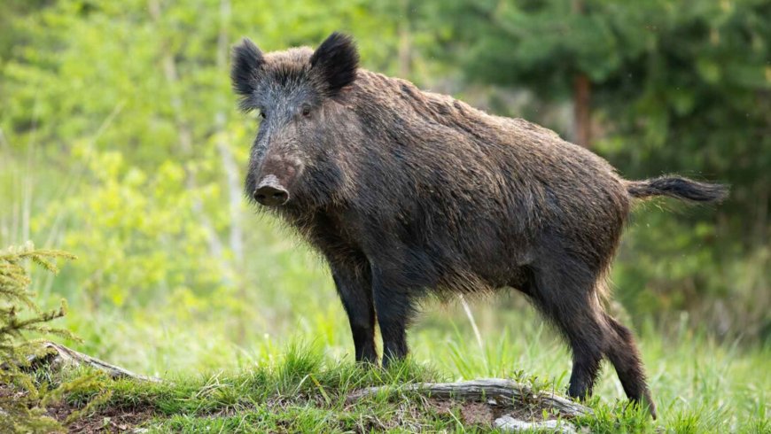 Seeing a wild boar near a playground or crossing a bike path might seem like a one-off visit from the forest, but genetics tells us a much stranger story: in Berlin and Barcelona, there are already urban populations that clearly differ from their rural counterparts, and that completely changes the way cities should act