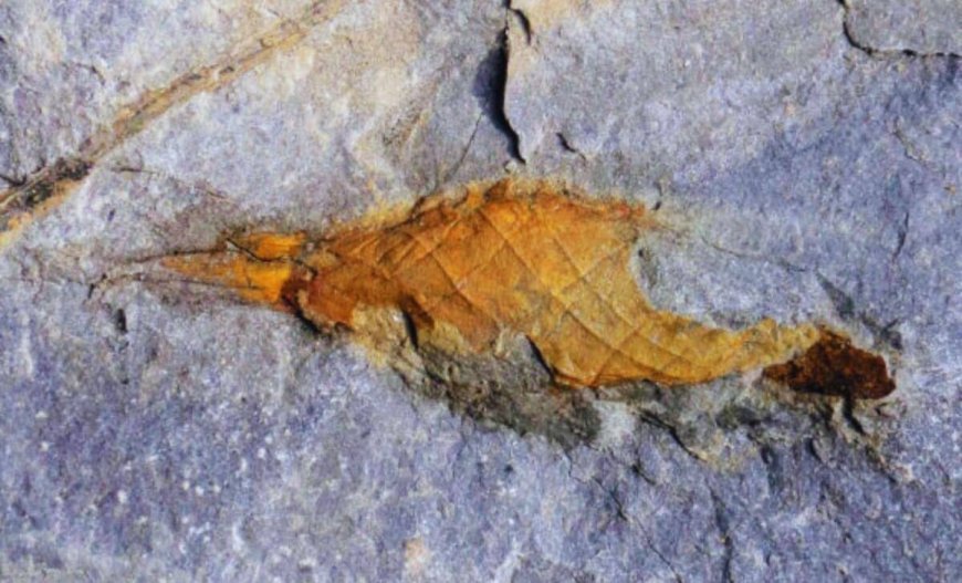 Locked Inside Ancient Rock, This 310-Million-Year-Old Shark Egg Case Has Just Been Found Preserved Against All Odds