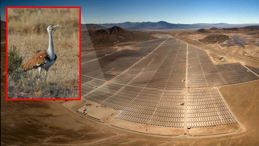 A small bird has taken over a plot of land in India, forcing the suspension of a 10-million-panel solar project