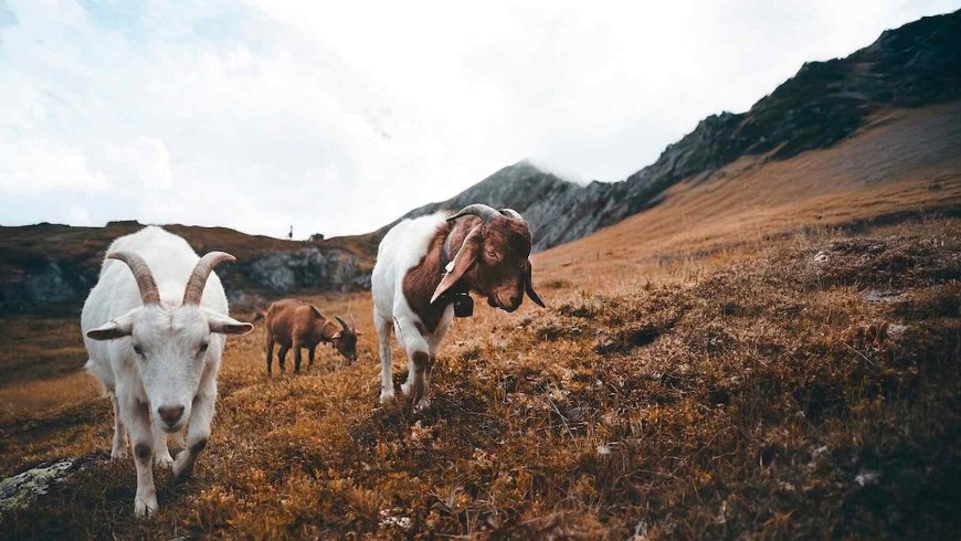 After changing their diet and adding ‘bioactive’ supplements, goats are now able to heal themselves without medication