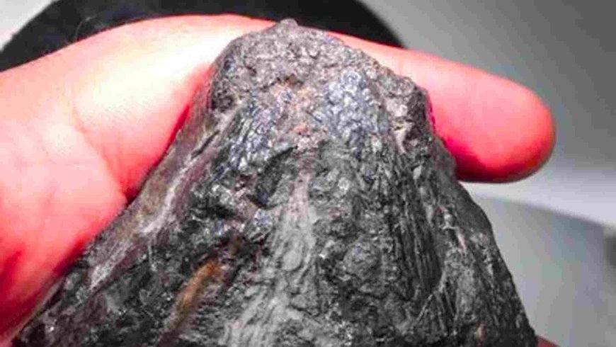 A 307-million-year-old fossil the size of a soccer ball could change what we know about the origin of herbivorous animals