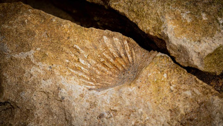 Our eyes may trace back to a single “cyclops” eye that sat atop an ancient worm’s head 600 million years ago