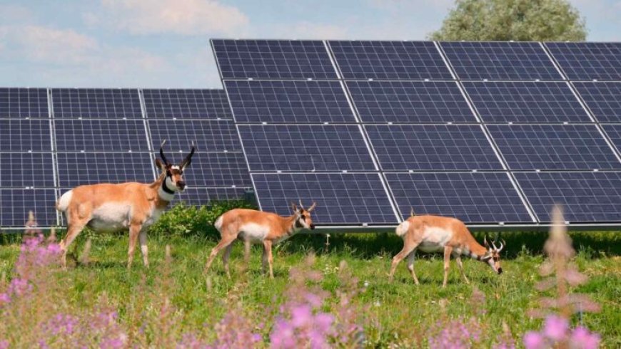 They built a solar plant across farmland until they discovered endangered species quietly living beneath the panels including a master of disguise and a living fossil”