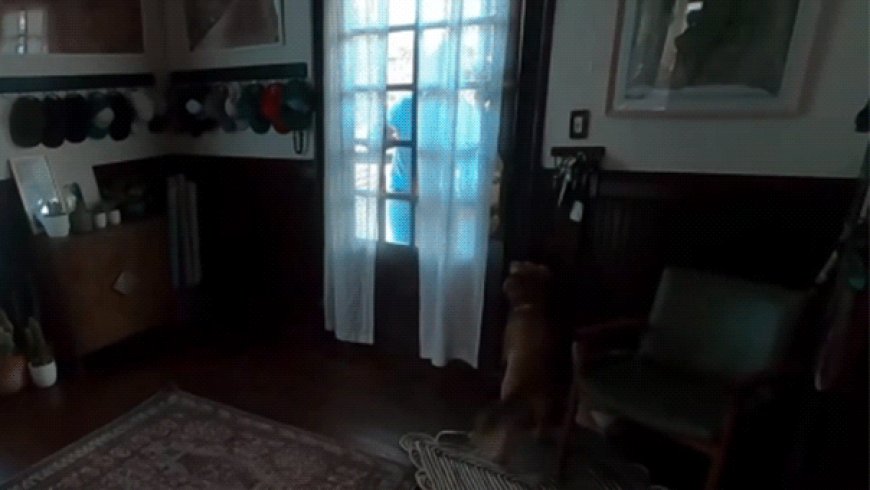 WATCH: Artemis II astronaut Christina Koch reunites with dog after 10 days in space