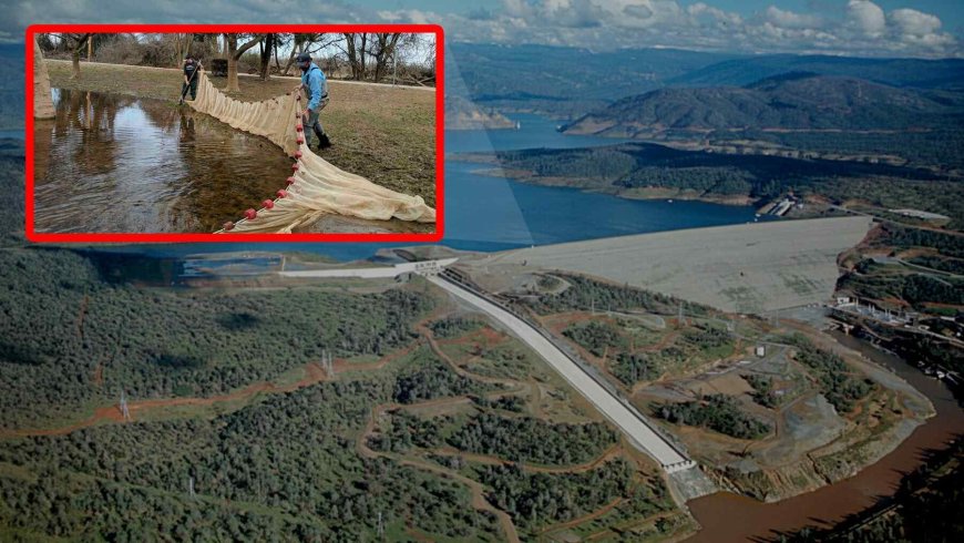 A hydroelectric dam changed the flow of a California river until millions of fish were forced out of the water in one of the strangest evacuations ever seen
