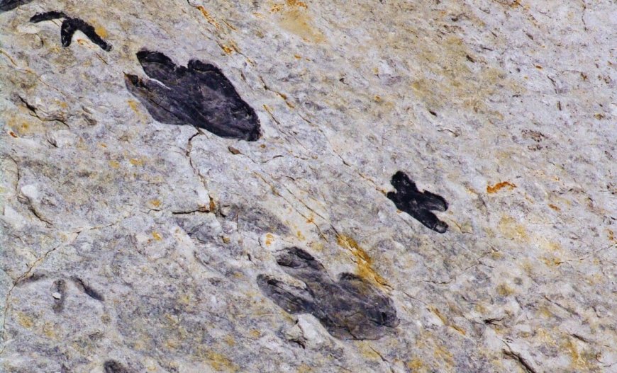 Scientists Just Discovered Some of the Youngest Dinosaur Tracks on a Little-Known South African Coast