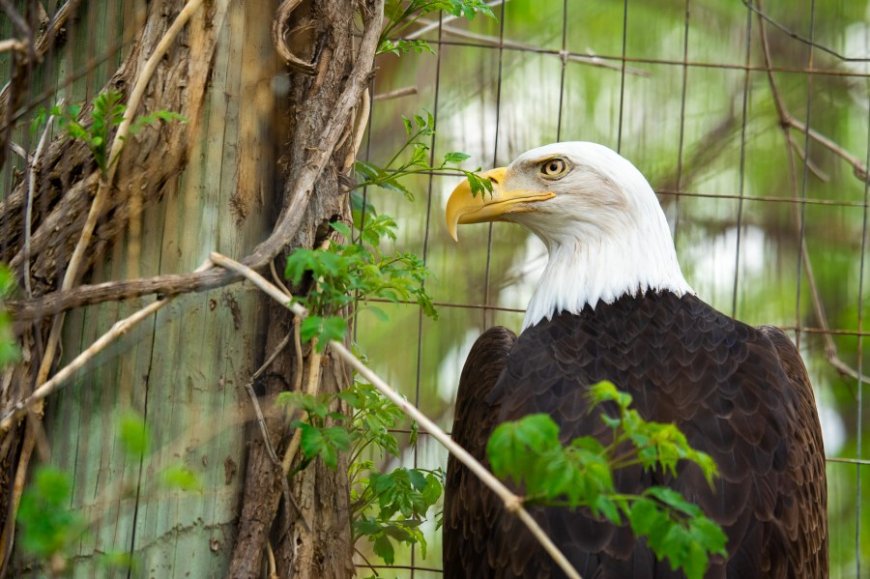Injured bald eagle finds new home at Sedgwick County Zoo