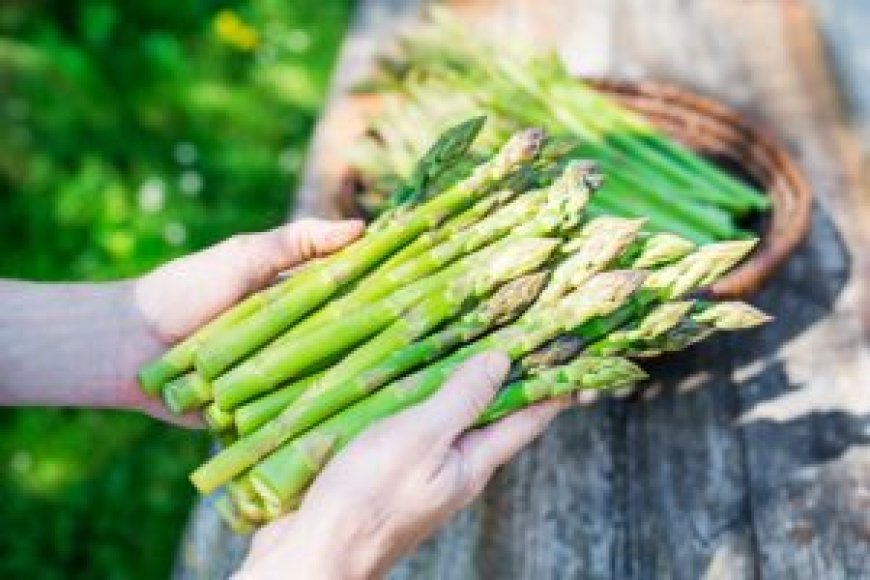 Research Examines Asparagus Compounds for Potential Effects on Gut Health, Cancer, and Organ Function