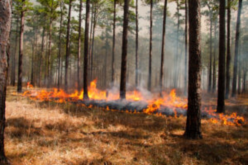 Wildfires in Southeast Georgia Destroy Dozens of Homes as Officials Warn of Rapid Spread