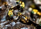 For the First Time in Legal History, a Government Has Given Insects the Legal Right to Live, Thrive, and Sue Humans in Court