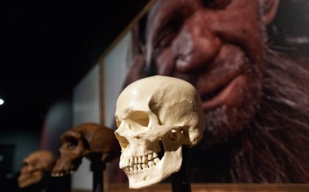 Neanderthals' brains weren't to blame for their demise, new study suggests