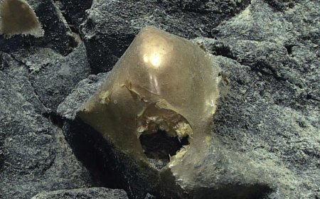 Mystery of golden orb found in depths of ocean off Alaska finally solved: 'Everyone was like, What the heck? What is that?'