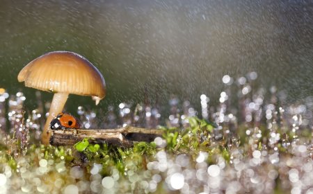 Some fungi can influence the weather ‪—‬ and now we know how they do it