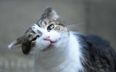 Why do cats and dogs shake their heads?