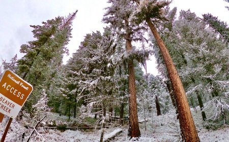 The Trump administration wants to open precious East Coast forests to logging and mining