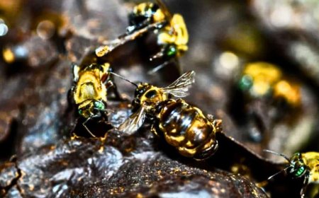 For the First Time in Legal History, a Government Has Given Insects the Legal Right to Live, Thrive, and Sue Humans in Court