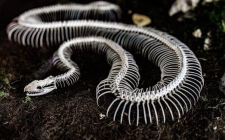 Scientists Found a Rare Fossil Showing Snakes Once Had Legs and Looked Very Different From Today
