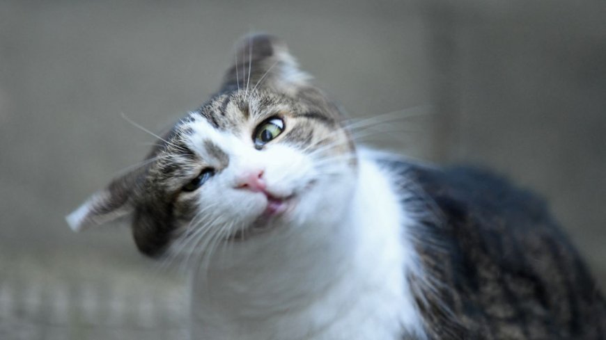 Why do cats and dogs shake their heads?