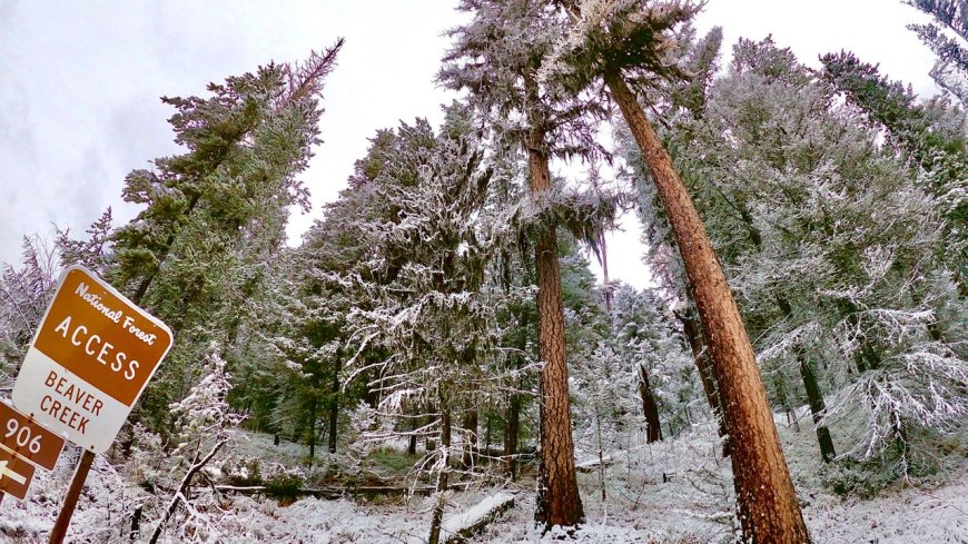 The Trump administration wants to open precious East Coast forests to logging and mining