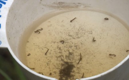 Calgarians forecast to experience a ‘typical’ mosquito season this summer