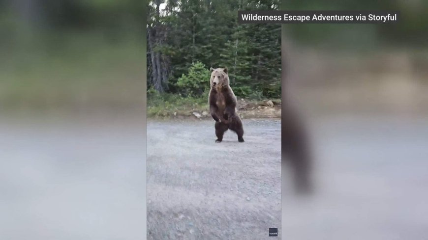 Alberta woman catches close encounter with Kananaskis grizzly bear on camera
