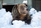 Grinder, one of two beloved grizzly bears on Grouse Mountain, dies