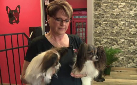 Possible WestJet strike leaves dog competitor out thousands in rebooking fees