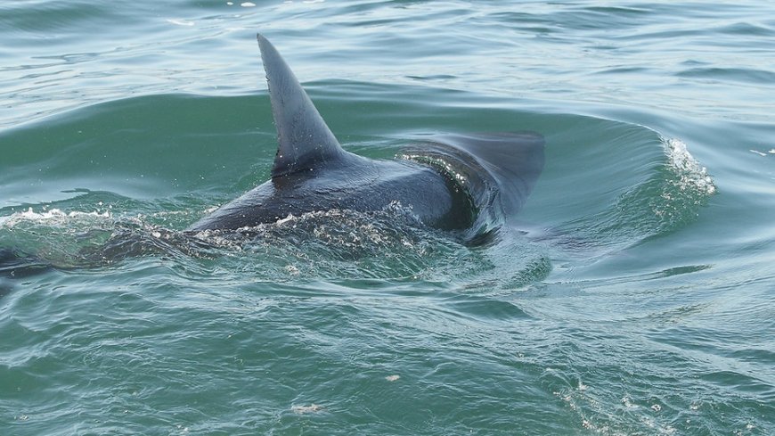 Shark sightings spike near America's beaches as July 4 crowds head to shore for weekend