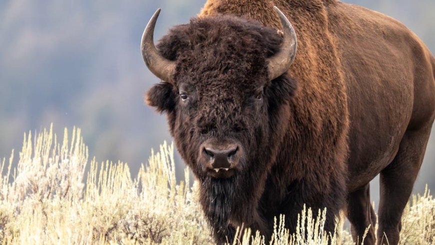 Wild bison headbutting video is a must-watch crazy nature moment now going viral online
