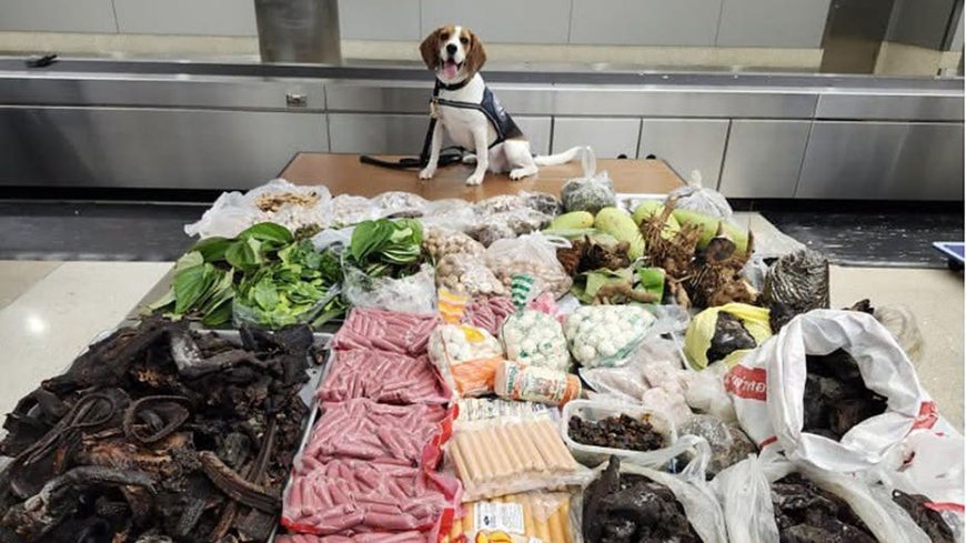 Border K-9 sniffs out 99 pounds of prohibited meat, plants and monitor lizard in suitcase from Thailand