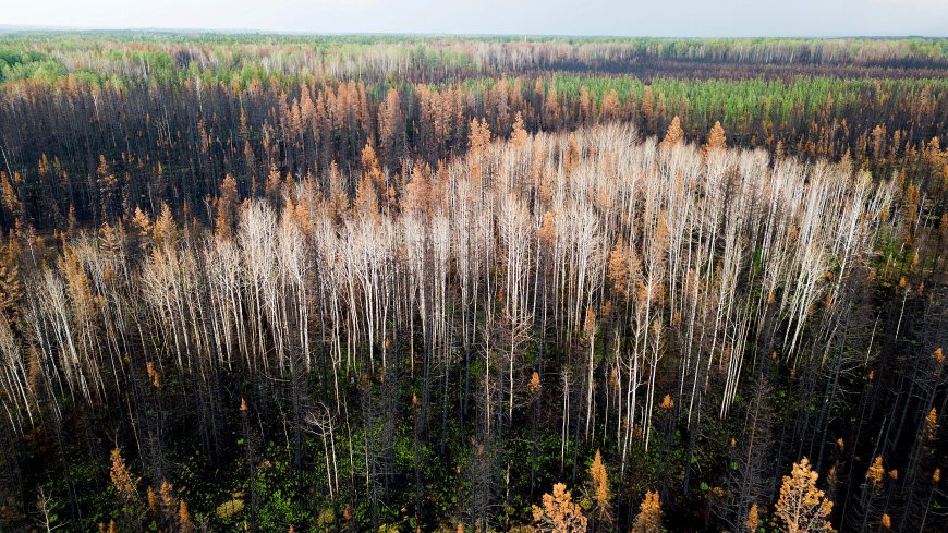 Sawmill closures ‘gut-wrenching’ amid lumber industry headwinds: Canfor CEO