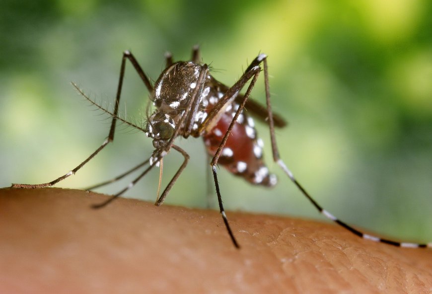 Toronto reports first human case of West Nile virus this year