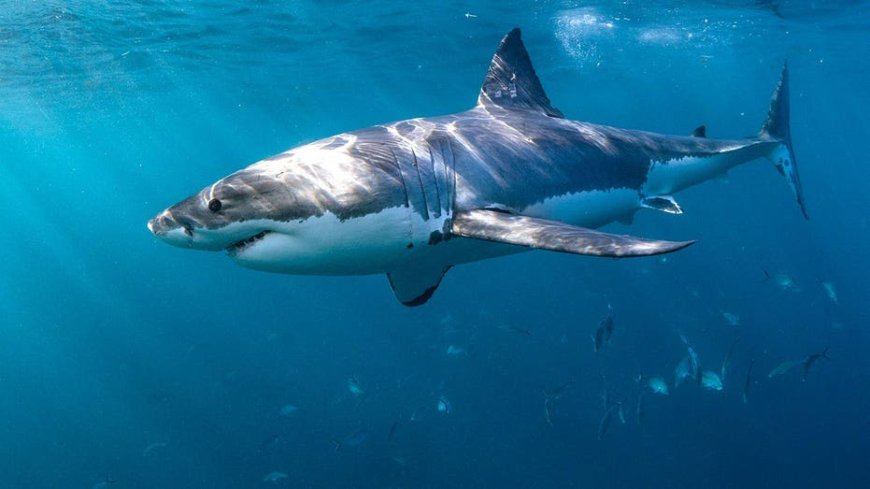 Shark Week warnings as experts reveal 6 ways to reduce your risk of a shark bite